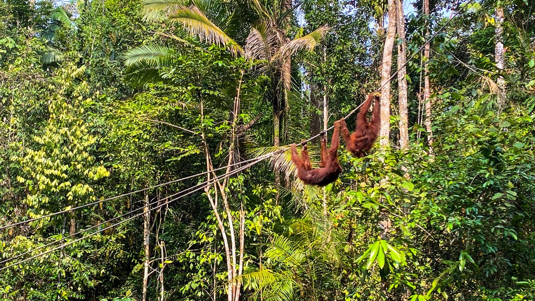 Semenggoh Nature Reserve
